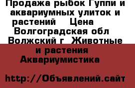 Продажа рыбок Гуппи и аквариумных улиток и растений. › Цена ­ 20 - Волгоградская обл., Волжский г. Животные и растения » Аквариумистика   